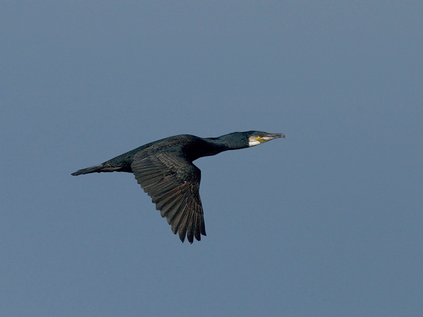 Merimetso, Great Cormorant, Phalacrocorax carbo